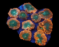Rhodactis Inchoata (Orange) (Premium) Ml