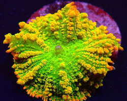 Rhodactis Inchoata (Tequila Sunrise) (1 Ear) M