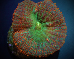 Rhodactis Spp. (Orange) (1 Ear) M