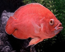 Astronotus Ocellatus Red Albin Tiger 6
