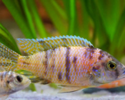 Aulonocara Calico Male 7-8