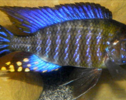 Aulonocara Ethelwynnae 7-8