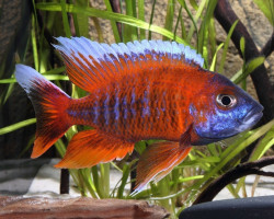 Aulonocara Eureka 3Cm
