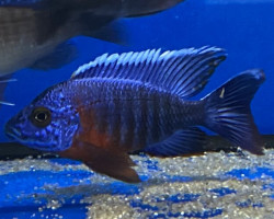 Aulonocara Hansbaenchi Red Flash Male 7-8