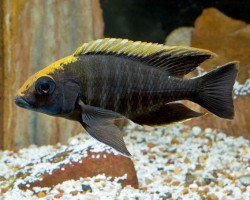 Aulonocara Maylandi/Yellow Head Female 7-8