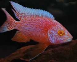 Aulonocara Strawbery Super Color Female 7-8