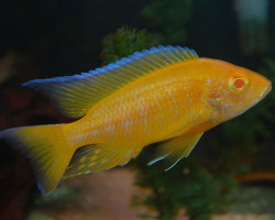 Aulonocara Yellow Lemon Albin 4-5