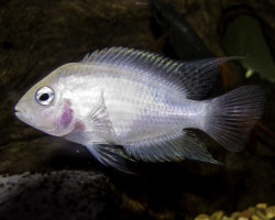 Cichlasoma/Amatitlania Nigrofasciata Albin 3-4