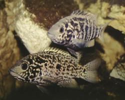 Cichlasoma/Nandopsis Tetracanthus   5,5-6
