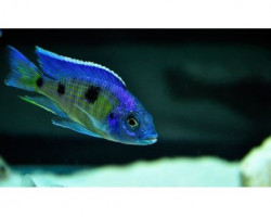 Copadichromis Deep Blue Cawango 4-5