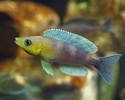 Cyprichromis Leptosoma Kigoma 3-4