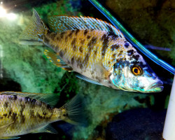 Dimidiochromis Compressiceps Ob 7-8