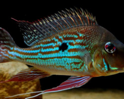 Geophagus Winemilleri 4-5