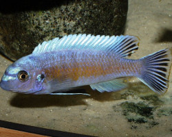 Labeotropheus Fuelleborni Manda 4-5