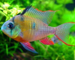 Mikrogeophagus Altispinosus 3-3,5Cm