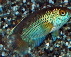 Nannacara Anomala 4-5 Cm