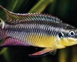Pelvicachromis Taeniatus Bipindi 3,5-4Cm
