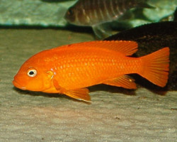 Pseudotropheus Msobo Magunga Red 4
