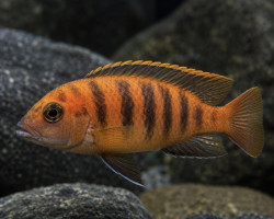 Pseudotropheus Tropheops Orange 8-11