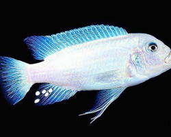 Pseudotropheus/Maylandia Callanois Pearl White 4-5