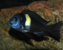 Tropheus Duboisi 9-10