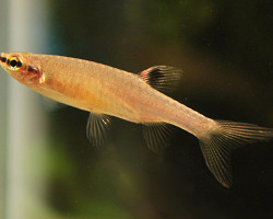 Copella Arnoldi L