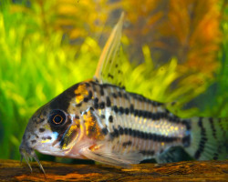 Corydoras Sp. Super Schwartzi Highfin L