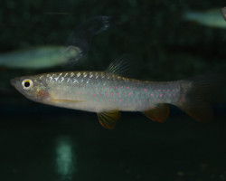 Copeina Guttata L