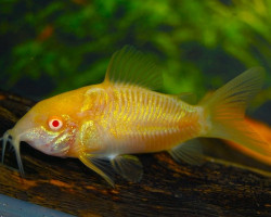Corydoras (Hoplisoma) Sp. C154 Xl