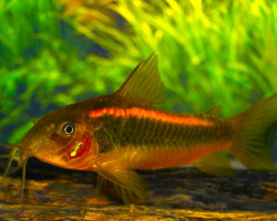 Corydoras Sp. Neon Orange M