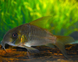 Corydoras Concolor S/M