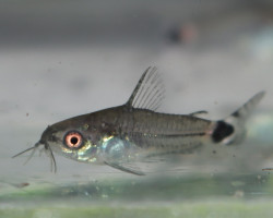 Corydoras Hastatus L