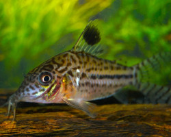 Corydoras Leopardus L