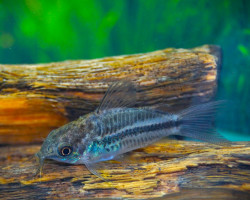 Corydoras Nanus S/M