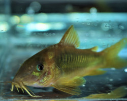 Corydoras Melanotaenia M/L