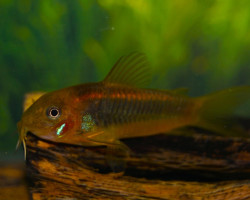 Corydoras Sp. Orange Laser S/M