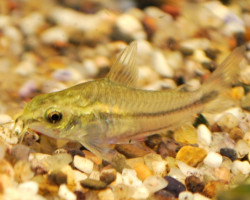 Corydoras Pygmaeus S