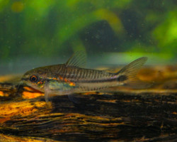 Corydoras Pygmaeus Xl