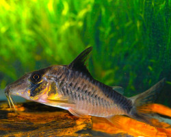 Corydoras Simulatus L