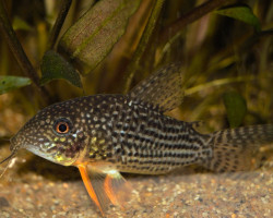 Corydoras Sterbai M