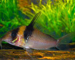 Corydoras Virginiae L