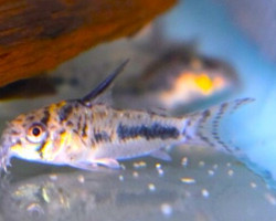 Corydoras Sipaliwini L