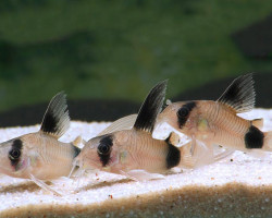 Corydoras Panda Longfin S/M