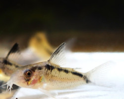 Corydoras (Hoplisoma) Granti M