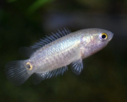 Ctenopoma Muriei L