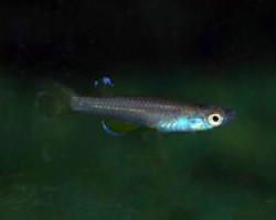 Foerschichthys Flavipinnis M