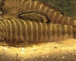 Gastr./Pseudogastromyzon Fasciatus M