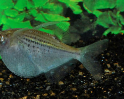 Gasteropelecus Maculatus Xl