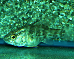 Glossamia Aprion M