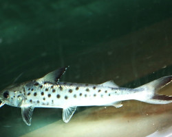 Platynematichthys Notatus L